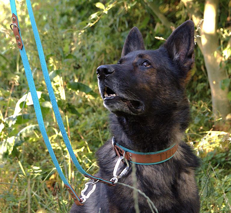 Deutscher Schäferhund Thor trägt braun-türkises Halsband mit Gravur, verbunden mit einer Leine in den gleichen Farben